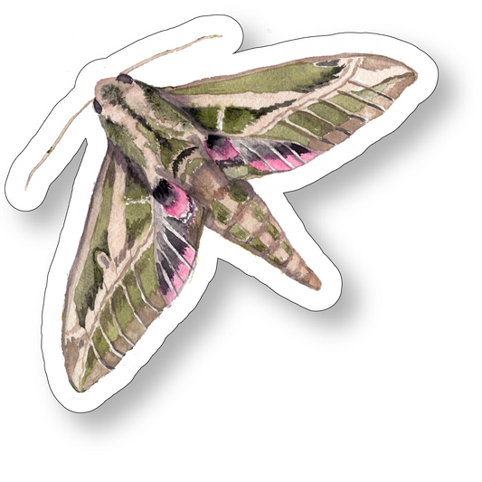 Lesser Vine Moth Watercolor Vinyl Sticker