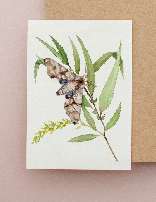 Twin-Spotted Sphinx Moth on Black Willow Watercolor Greeting Card by Susie Pogue