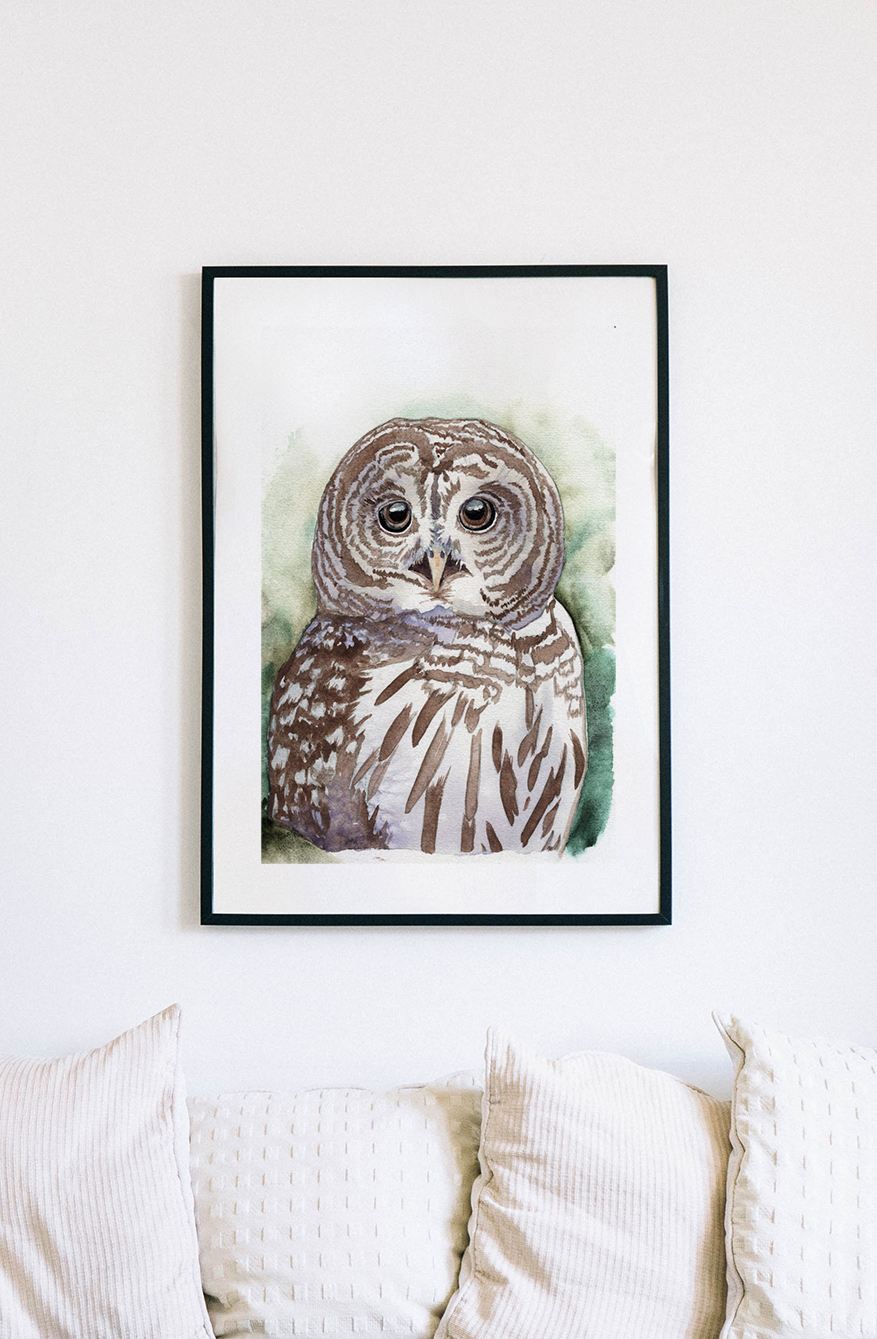 Barred Owl Watercolor Fine Art Print