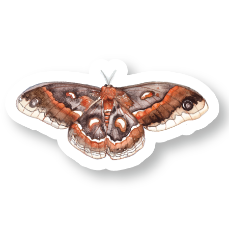 Cecropia Moth Watercolor Vinyl Sticker