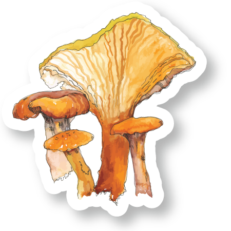 Chanterelle Mushroom Watercolor Vinyl Sticker