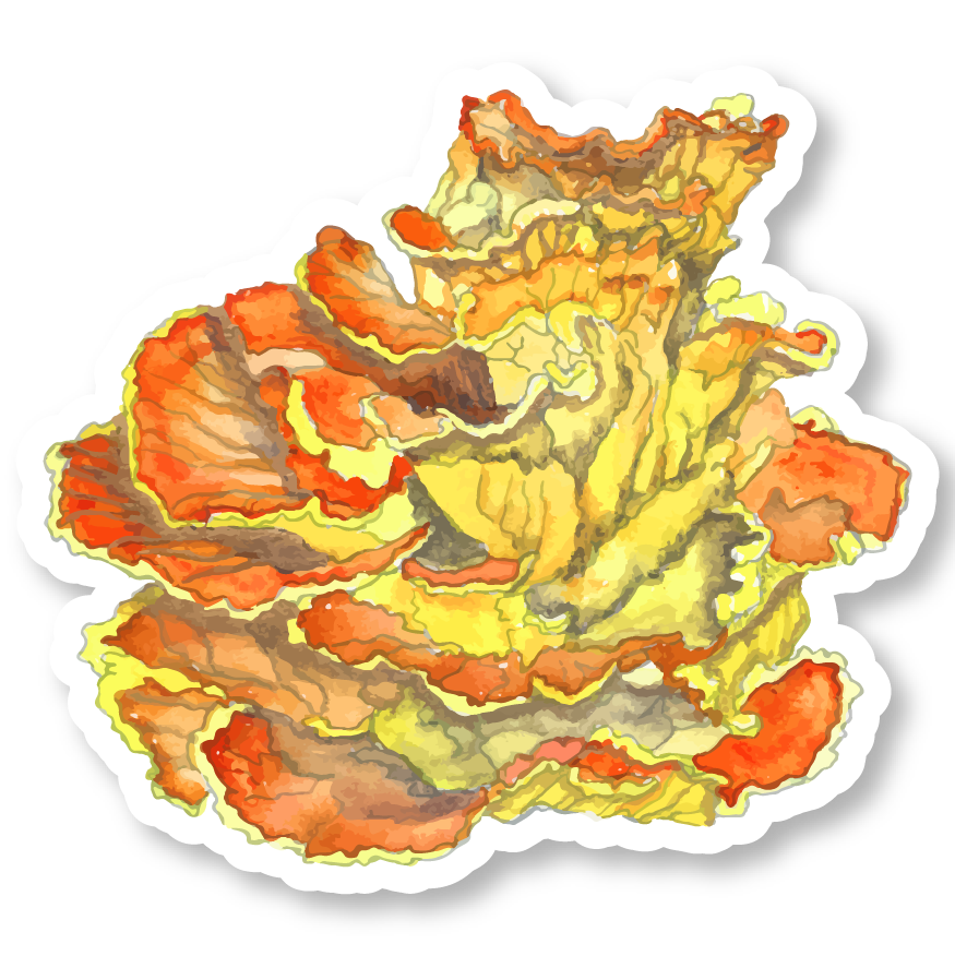 Chicken of the Woods Mushroom Watercolor Vinyl Sticker