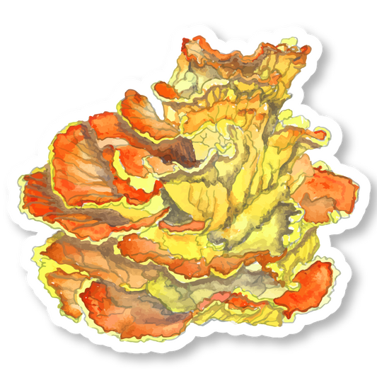 Chicken of the Woods Mushroom Watercolor Vinyl Sticker