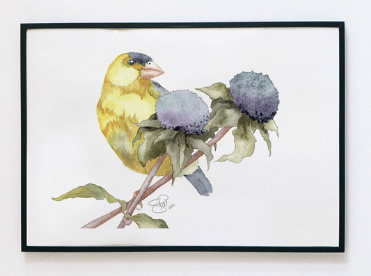 Goldfinch on Native Beebalm Watercolor Fine Art Print