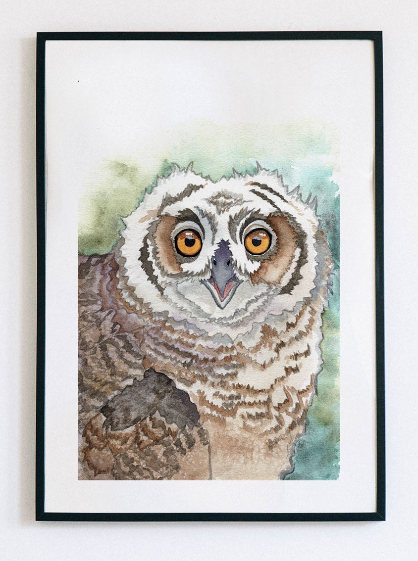 Great Horned Owlet Watercolor Fine Art Print