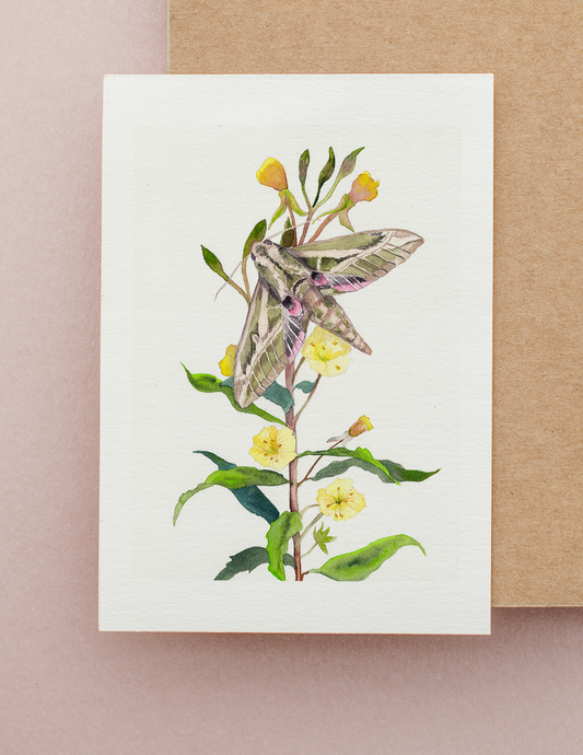 Lesser Vine Sphinx Moth on Evening Primrose Watercolor Greeting Card by Susie Pogue