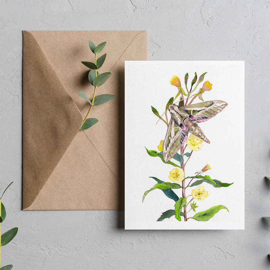 Lesser Vine Sphinx Moth on Evening Primrose Watercolor Greeting Card by Susie Pogue