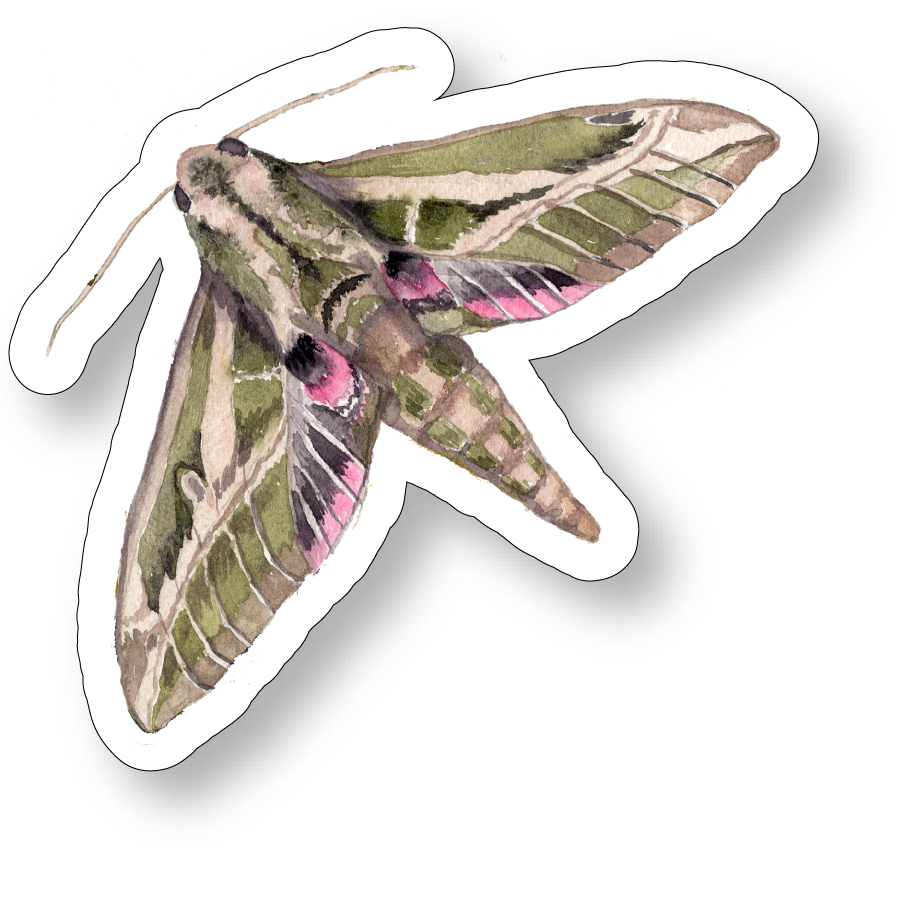 Lesser Vine Moth Watercolor Vinyl Sticker