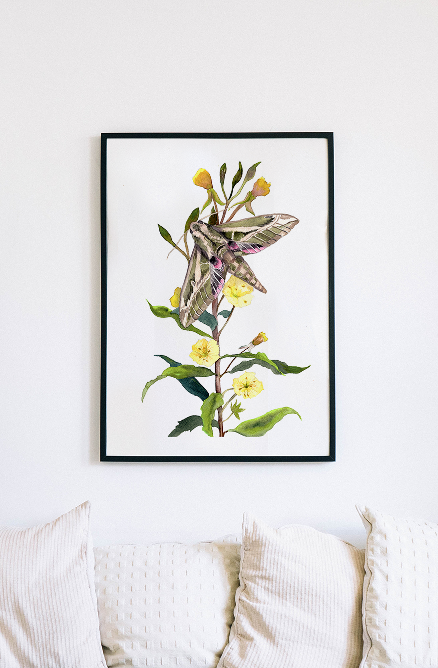 Lesser Vine Sphinx Moth on Evening Primrose Watercolor Fine Art Print