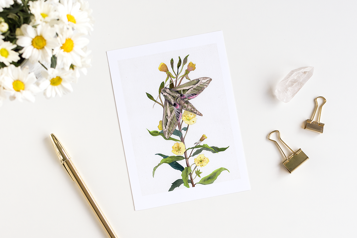 Lesser Vine Sphinx Moth on Evening Primrose Watercolor Fine Art Print