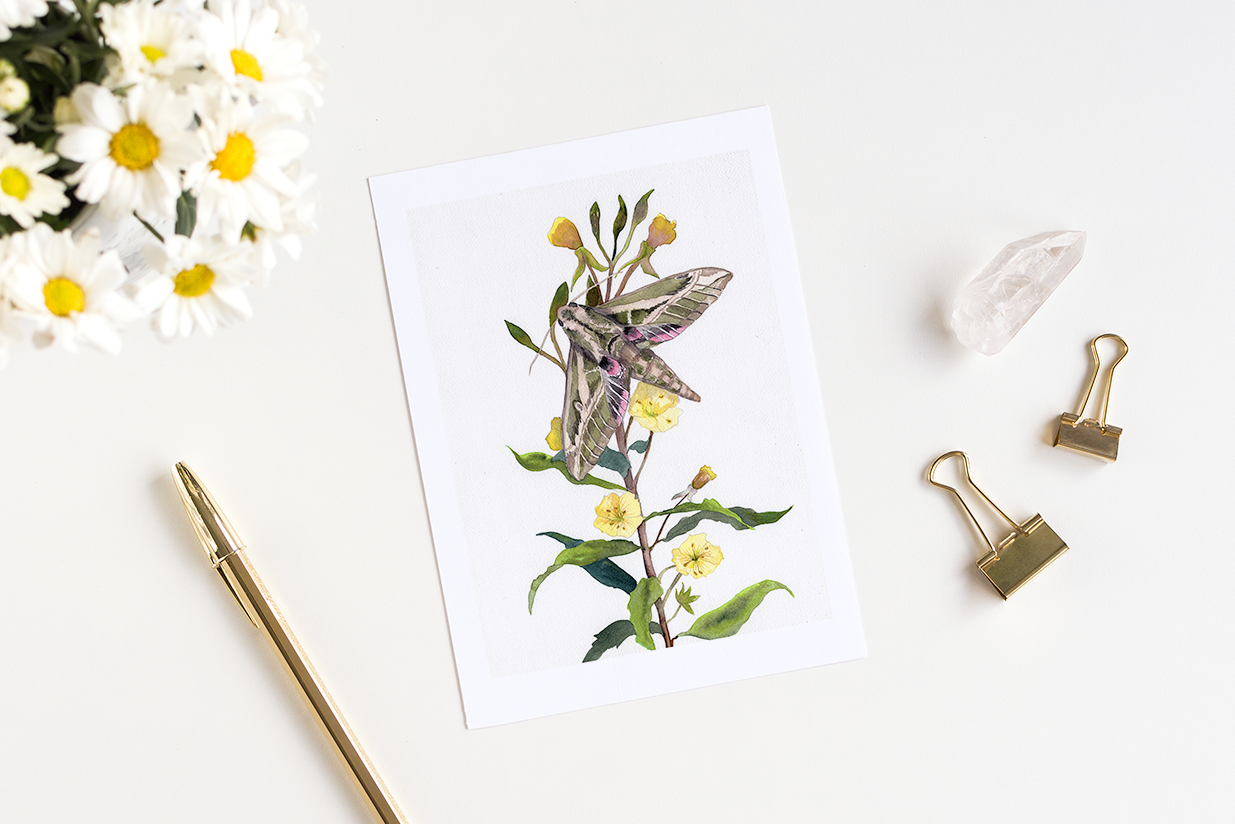 Lesser Vine Sphinx Moth on Evening Primrose Watercolor Greeting Card by Susie Pogue