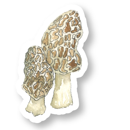 Morel Mushrooms Watercolor Vinyl Sticker