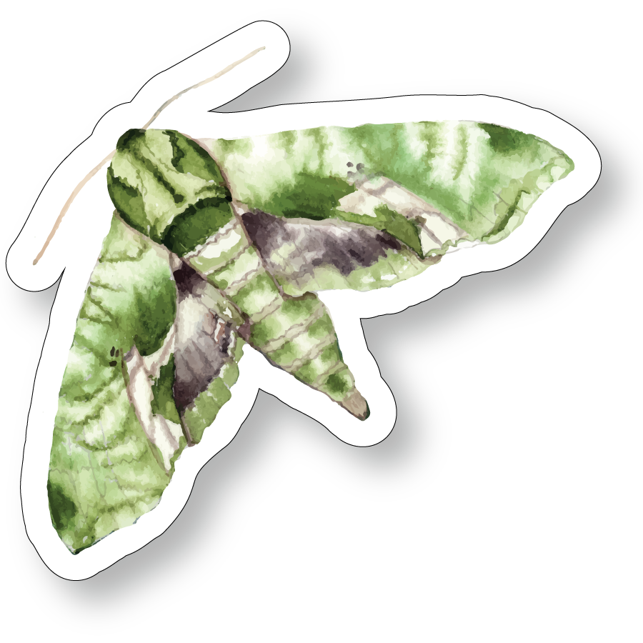 Pandora Sphinx Moth Watercolor Vinyl Sticker