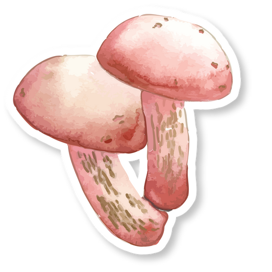 Pink Bolete Mushrooms Watercolor Vinyl Sticker