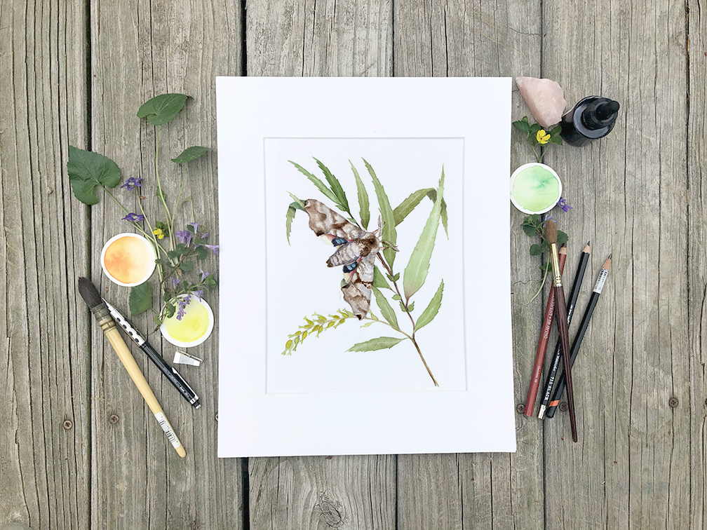 Twin-Spotted Sphinx Moth on Black Willow Watercolor Fine Art Print