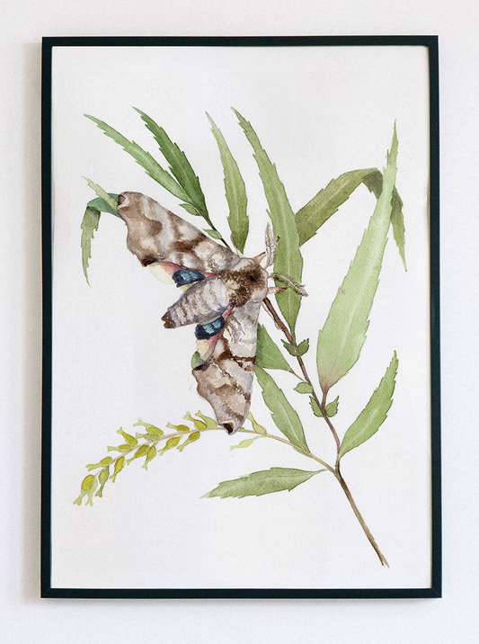 Twin-Spotted Sphinx Moth on Black Willow Watercolor Fine Art Print