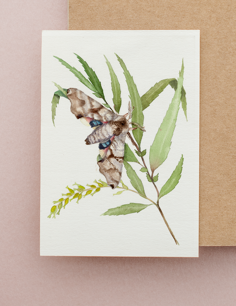 Set of Three Watercolor Moth Greeting Cards by Susie Pogue