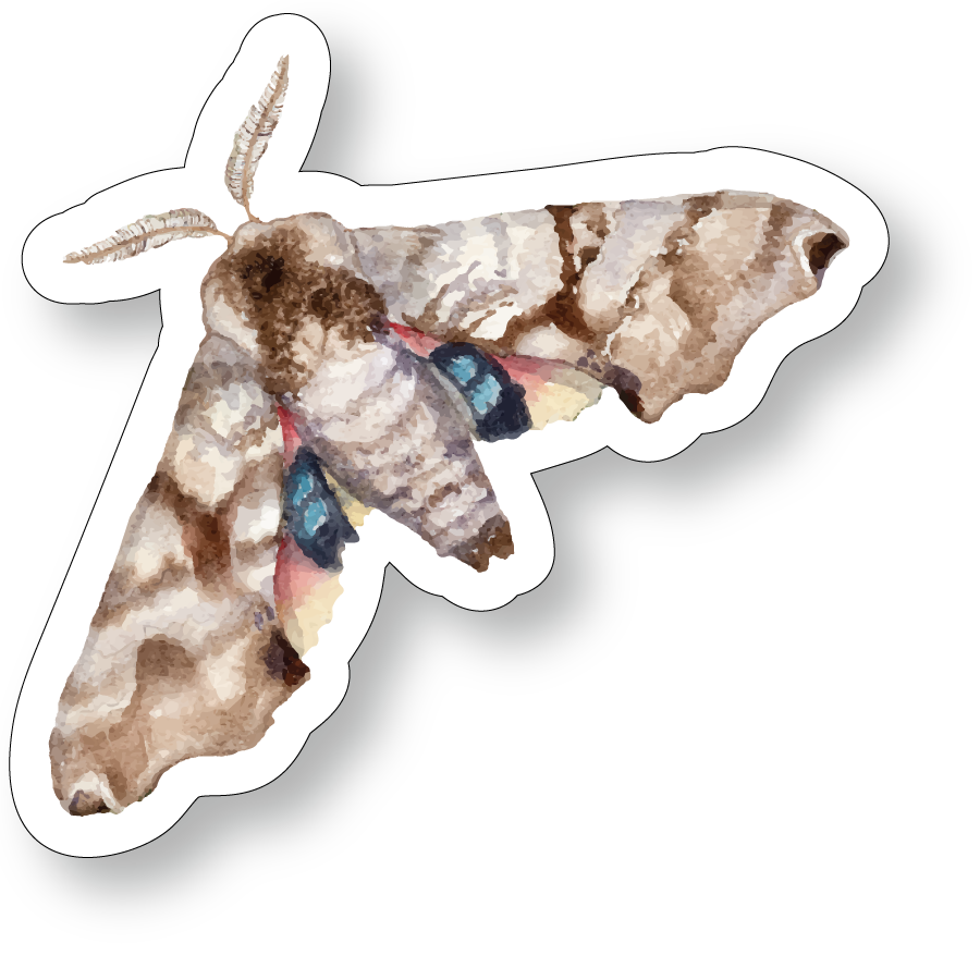 Twin Spotted Sphinx Moth Watercolor Vinyl Sticker