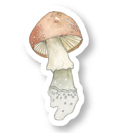 Amanita Muscaria Mushroom Watercolor Vinyl Sticker